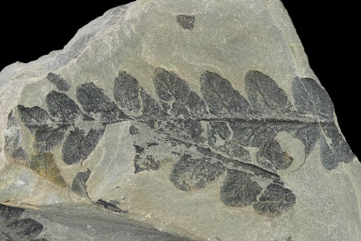 Pennsylvanian Fossil Fern (Mariopteris) Plate - Kentucky #137738